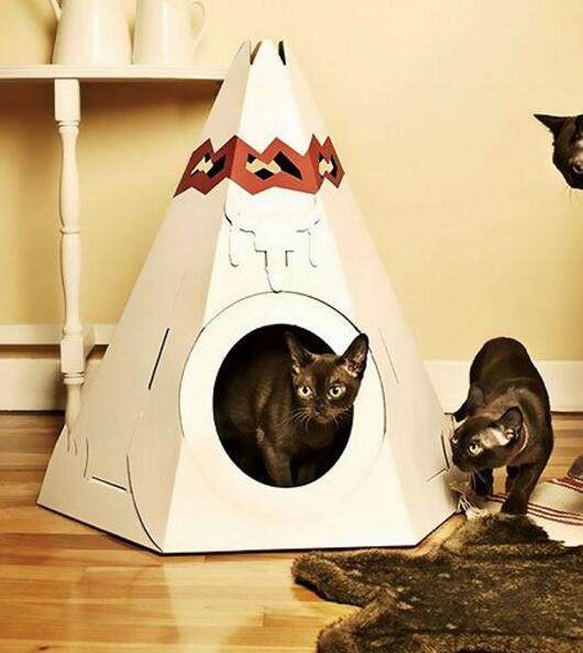 鏟屎官給小家伙準(zhǔn)備的玩具,和自制的貓窩,腦洞奇特的避風(fēng)港灣!