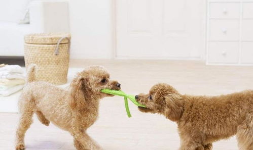 養狗5年，我才明白泰迪最期待的主人原來是這幾種類型